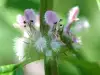 Motherwort for Fatigue and Headache