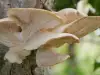 Oyster Mushroom