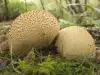 Puffball Mushroom