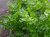 What Does Parsley Contain and Why Should We Consume More of it?