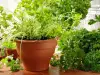 Growing Parsley in a Pot