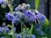 Borage