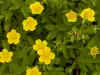 Remedies with Potentilla