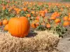 Does Pumpkin Cause or Help Relieve Constipation?