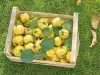 How are Quinces Stored?