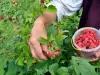 Growing Raspberries