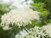 Elderflower