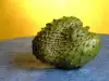 Soursop