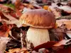 Where Do Porcini Mushrooms Grow?