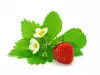 Why Aren`t Strawberries Producing?