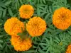 Aztec Marigold