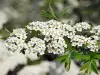 Spiraea