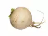 White Turnip