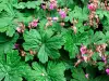 Geranium Macrorrhizum L.