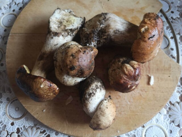 Porcini Mushrooms in Butter