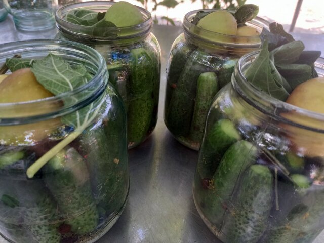 Greek-Style Pickled Gherkins